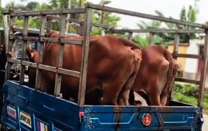 Cattle Smuggling